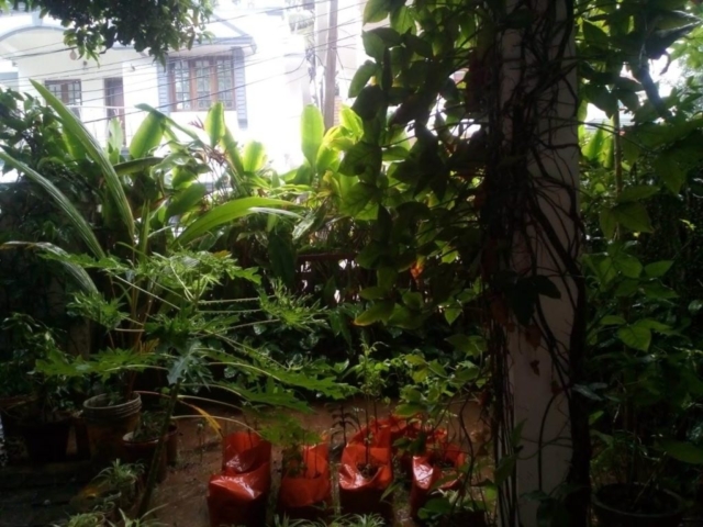Garden - Nathan's Holiday Home, Homestay in Fort Kochi
