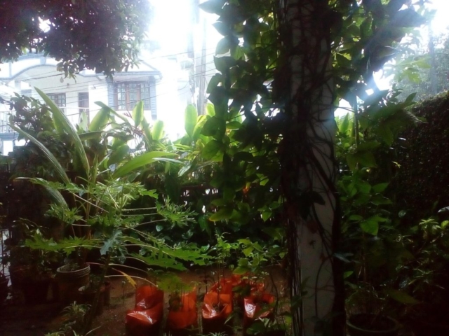 Front Garden - Nathan's Holiday Home, Homestay in Fort Kochi