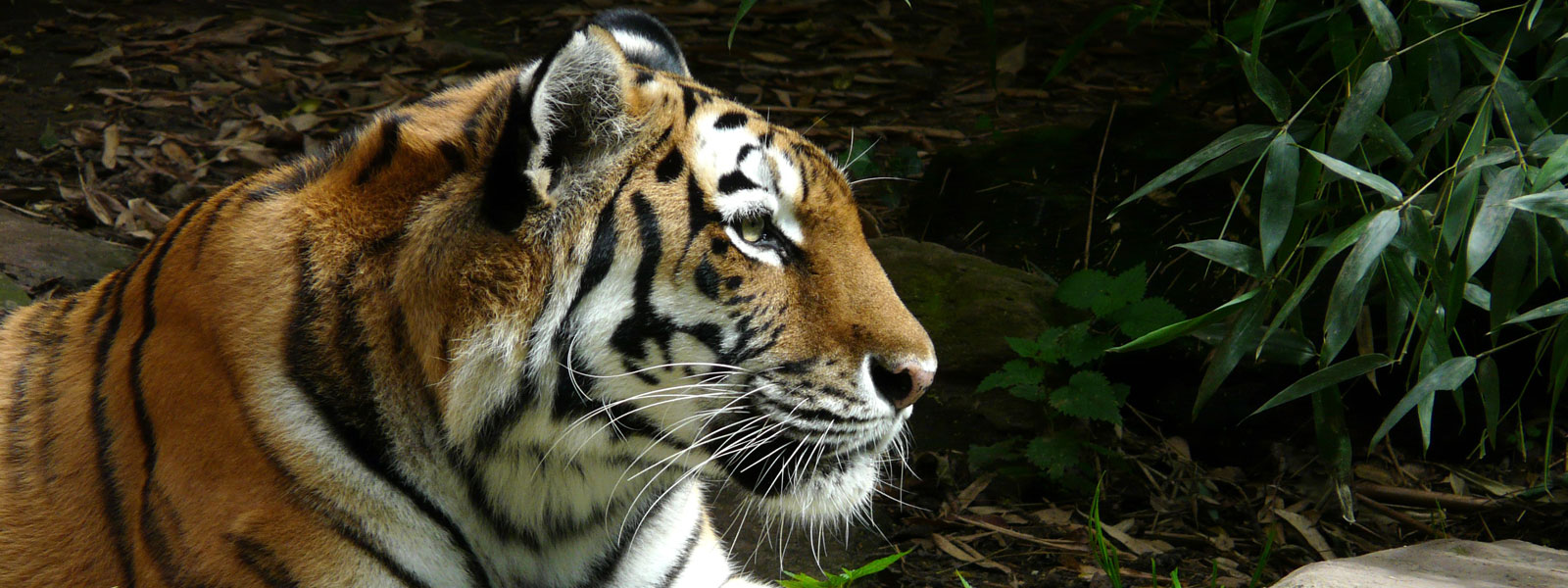 Periyar Wildlife Sanctuary – Tiger Reserve in Thekkady