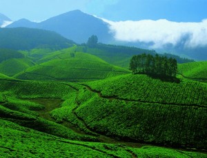 munnar hill station kerala tea plantations